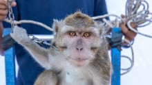 Subur the dancing monkey before rescue