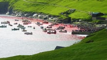 Grind - Faroe Islands