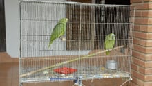 Dois papagaios em uma gaiola retangular, no quintal de uma casa