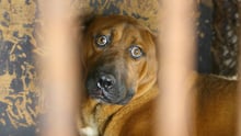 Cachorro caramelo deitado, atrás de grades, com os olhos de assustado