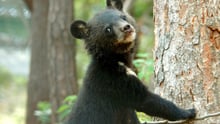 84% dos chineses querem fim da indústria de bile de urso