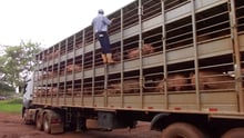 Suinos transportados em carreta