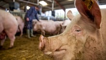Mother pigs in group housing