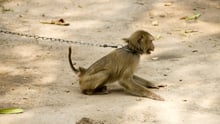 Macaco preso por uma corrente, que está atrelada ao seu pescoço, em um local que mantém macacos em cativeiro para serem explorados para entretenimento