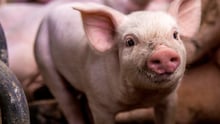 Bem-estar em pauta na produção suína brasileira