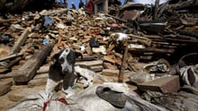 Terremoto: World Animal Protection socorre animais no Nepal