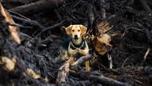 7 impactos da mudança climática nos animais