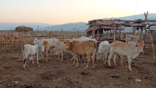World Animal Protection protege milhares de animais contra seca na Tailândia
