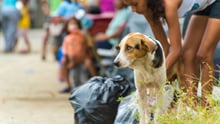 Un perro camina por las calles de Ecuador tras el terremoto del 18 de abril