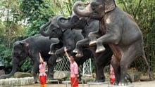 Animais que trabalham: 6 exemplos bons e ruins 