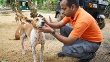 Milhares de animais são afetados por desastre no Sri Lanka