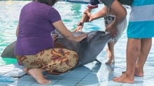 Captive dolphin suffering
