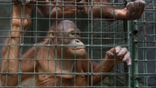 Horror em Bali: investigação mostra que todas atrações turísticas são cruéis com animais silvestres    