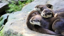 6 Fun facts about animal siblings