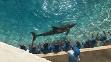 Dolphins in captivity performing - World Animal Protection - Animals in the wild