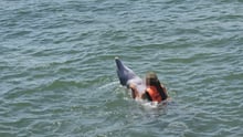 Dolphins in captivity in Cuba