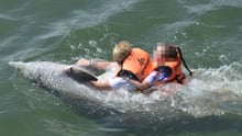 Delfin i fångenskap tvingas underhålla turister