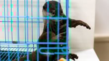 Why you shouldn’t share that cute pet otter video