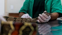 Cobra machucada em mesa com médico veterinário