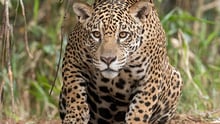 Onça-pintada no meio da natureza, olhando atentamente para frente