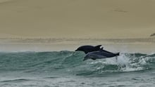 Two wild dolphins jumping out of the water