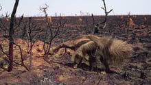 Tamanduá-bandeira andando em meio à área completamente devastada pelo fogo no Pantanal