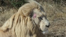 Leão branco com lesão na pele.