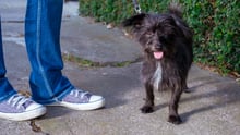 Participe do desafio #10DogDays com seu cão