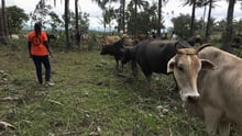 World Animal Protection Disaster Liaison Officer Dr. May Christine Espiritus visits the disaster area to treat animals affected by the sudden eruption, and identify other possible emergency needs