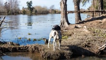 Ajudamos mais de 23.000 animais após inundações na Argentina