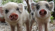 Ciclone Pam: providenciamos alimento e proteção para 30.000 animais