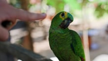 Dedo aponta para papagaio-verdadeiro em cativeiro - World Animal Protection