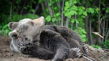 World Animal Protection inaugura o maior santuário de ursos da Europa