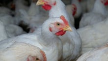Greve dos caminhoneiros pode submeter milhões de animais à fome