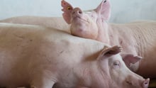 World Animal Protection leva bem-estar animal à FIPPPA 2015