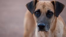 10 passos para ajudar um cão ou gato de rua