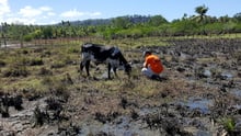 8.000 animais recebem ajuda após enchentes em Alagoas