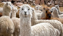Frio: World Animal Protection socorre 30.000 alpacas no Peru