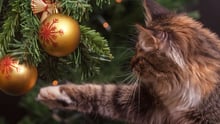 Gato brincando com enfeite pendurado em árvore de natal