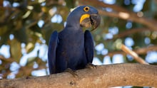 Arara-azul livre na natureza - Marcelo Barreiros - World Animal Protection - Animal silvestre não é pet