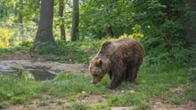 Bear, Romania