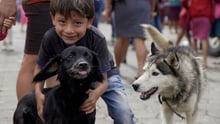 Garoto com dois cães após a erupção do vulcão na Guatemala - 2018 - World Animal Protection