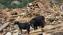 A six-month-old water buffalo calf and two adult female goats in the rubble of their former shelter, Kavre District, Nepal.