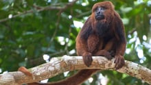 Matar macacos é cruel e dificulta luta contra febre amarela