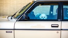 cachorros dentro de carro