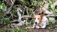 dog Vanuatu
