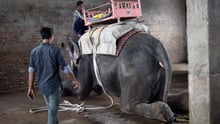 Elefante em Fort Amber, Índia