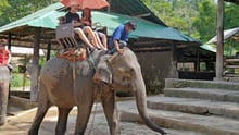 Elephant Rides and Shows – Five Myths