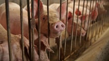 A group of mother pigs at feeding time. Production of animal feed is worsening the climate crisis.