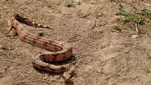 Cobra jiboia no chão de terra